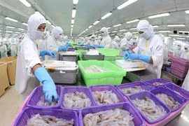 (Video) Aumenta producción acuícola de Vietnam en primera mitad de 2020 