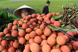 Exportaciones de lichi y longan de Hai Duong logran éxitos