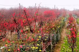 Aceleran en Vietnam venta de flores de melocotón con motivo del Tet