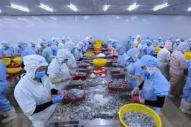 (Televisión) En alza exportaciones de camarón de Vietnam a Estados Unidos y Japón