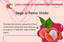Llega a Reino Unido primer lote de lichi vietnamita U hong