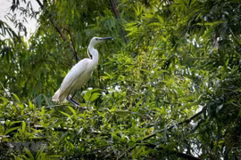 Vietnam clasifica entre países con alta biodiversidad en el mundo