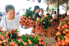 (Televisión) Comercializan con éxito cerca de 30 toneladas de lichi vietnamita en billetera digital