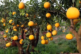 Pomelo Dien: especialidad de Hanoi