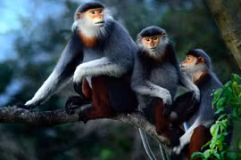 (Televisión) Quang Nam mejora hábitat de langur en peligro de extinción