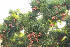(Televisión) Impulsa Vietnam exportaciones de frutas