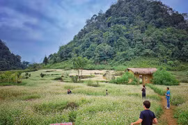 Campo de flores de alforfón, destino atractivo en provincia vietnamita de Ha Giang