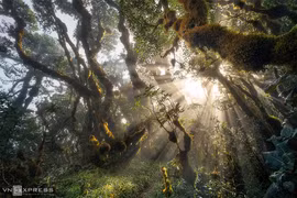  Perdidos en un cuento de hadas en el bosque de Ta Xua