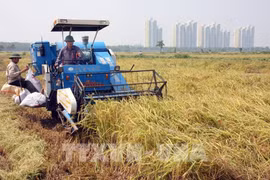 Hanoi impulsa la reestructuración del sector agrícola
