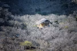 La primevera hace de la meseta Moc Chau una pintura colorida 