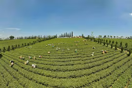 Lam Dong proyecta mejorar eficiencia e impulsar desarrollo sostenible de industria del té