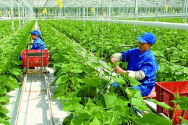 Vietnam por reducir emisiones de gases de efecto invernadero en la producción agrícola
