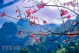 Bosques y montañas en noroeste de Vietnam se tiñen del rosa de la flor de durazno