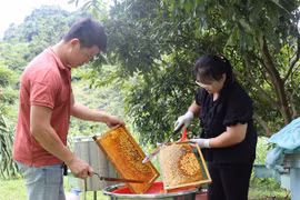 Busca Vietnam solución para reducción de pobreza sostenible