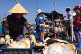 El desarrollo del sector acuícola impulsa la economía marítima de Vietnam