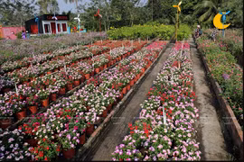 Hermoso campo de flores de primavera en el río de Saigón