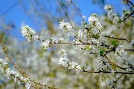 Disfrutar belleza de flores de ciruelo al pie de la montaña Tang Quai en Vietnam 