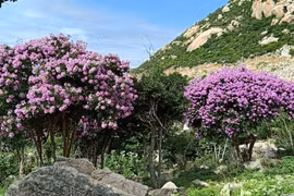 Belleza romántica de bosque de flores de “Bang lang” en zona litoral de Vietnam