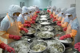 Productores vietnamitas de camarones por desarrollar a largo plazo