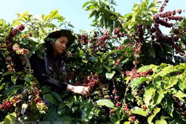 Exportaciones vietnamitas de café superan dos mil millones de dólares 