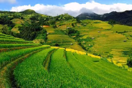 Contemplan temporada de arroz maduro en Mu Cang Chai 