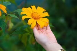 Girasoles silvestres florecen en localidad montañosa vietnamita 