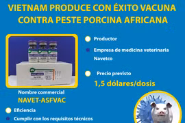 Vietnam produce con éxito vacuna contra peste porcina africana