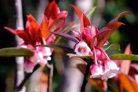 Flores de durazno con forma de campana brotan en cima de Ba Na