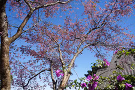 Flores de cerezo atraen turistas a ciudad vietnamita de Da Lat