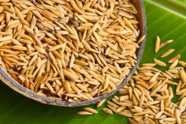 Científico vietnamita encuentra compuestos contra el cáncer en cáscaras de arroz 