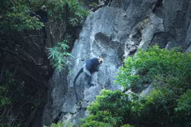 Langures en archipiélago vietnamita figuran entre primates raros del mundo