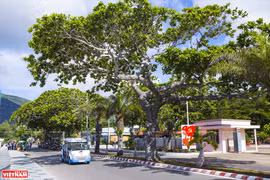 Árboles patrimoniales - Espacios verdes en Hanoi