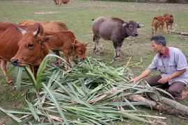 Actualizan aportes de ONG en zona sureña al progreso de Vietnam