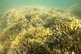 Provincia de Ninh Thuan busca proteger biodiversidad marítima
