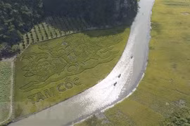 Pintura de arroz en provincia de Ninh Binh impresiona a visitantes 