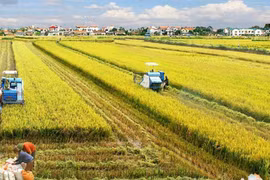 Desarrollo económico del delta de Mekong: Integración multivalor en industria de arroz 