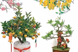 Flores y plantas típicas del Tet (Año Nuevo Lunar)