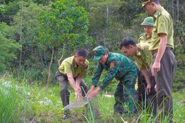 Liberan a su hábitat natural pitón reticulada. (Fuente:tienphong.vn)
