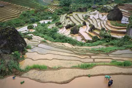 Turismo vietnamita: Terrazas de arroz de Khun Ha en la siembra