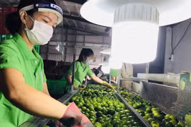 Los limones de Long An no solo sirven al mercado nacional, sino también a los mercados internacionales, como la Unión Europea, el Reino Unido, Rusia, Nueva Zelanda, los Países Bajos y Oriente Medio. (Foto: Quang Anh)