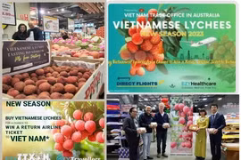 La Oficina Comercial de Vietnam en Australia ha llevado a cabo una serie de actividades de promoción del lichi en el país de Oceanía en los últimos tiempos. (Fuente:VNA)