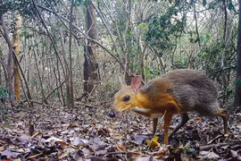 [Foto] Captan en Vietnam imágenes de diminuto mamífero que se creía extinguido