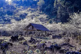 [Foto] Temporada de floración de ciruela en la meseta septentrional de Moc Chau