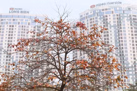 [Foto] Colores de Hanoi en la primavera