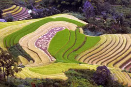 [Foto] Campos de arroz en terrazas en provincia norteña de Son La