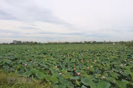  [Foto] Campos de loto en Ha Nam durante temporada de cosecha