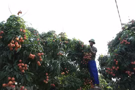 [Foto] Cosecha de lichi en provincia norteña Hai Duong