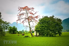 [Fotos] Belleza de la planta Bombax ceiba en la primavera en aldeas de Vietnam