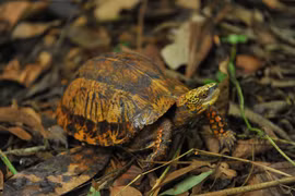 [Foto] Centro de Conservación de Tortugas en Parque Nacional de Cuc Phuong