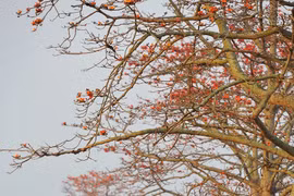 [Foto] Algodoneros rojos en plena floración